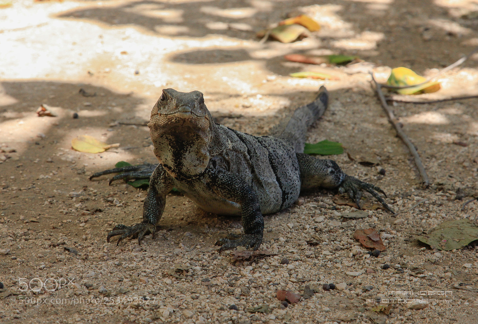 Canon EOS 5D Mark II sample photo. Iguana photography