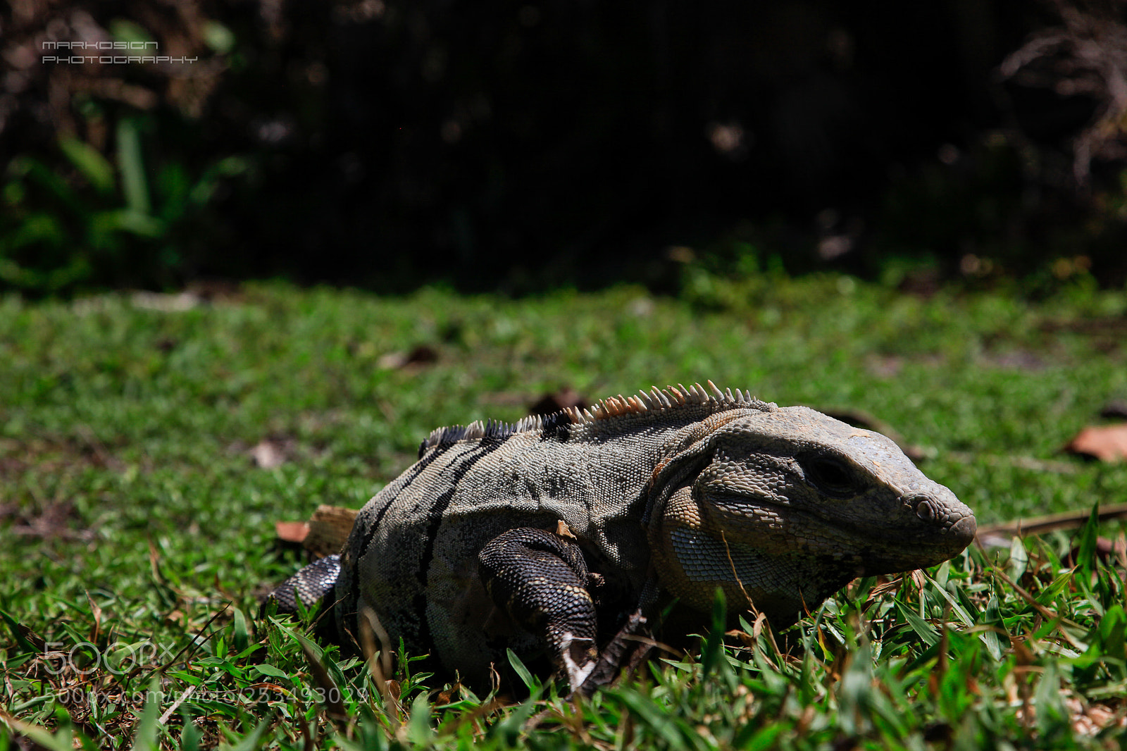 Canon EOS 5D Mark II sample photo. Iguana photography