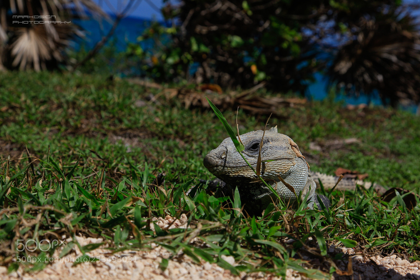 Canon EOS 5D Mark II sample photo. Iguana photography