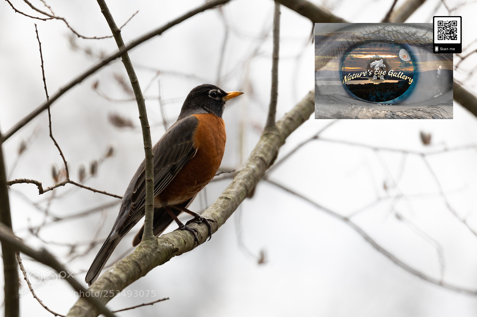 Canon EOS 5D Mark IV sample photo. American robin tree photography