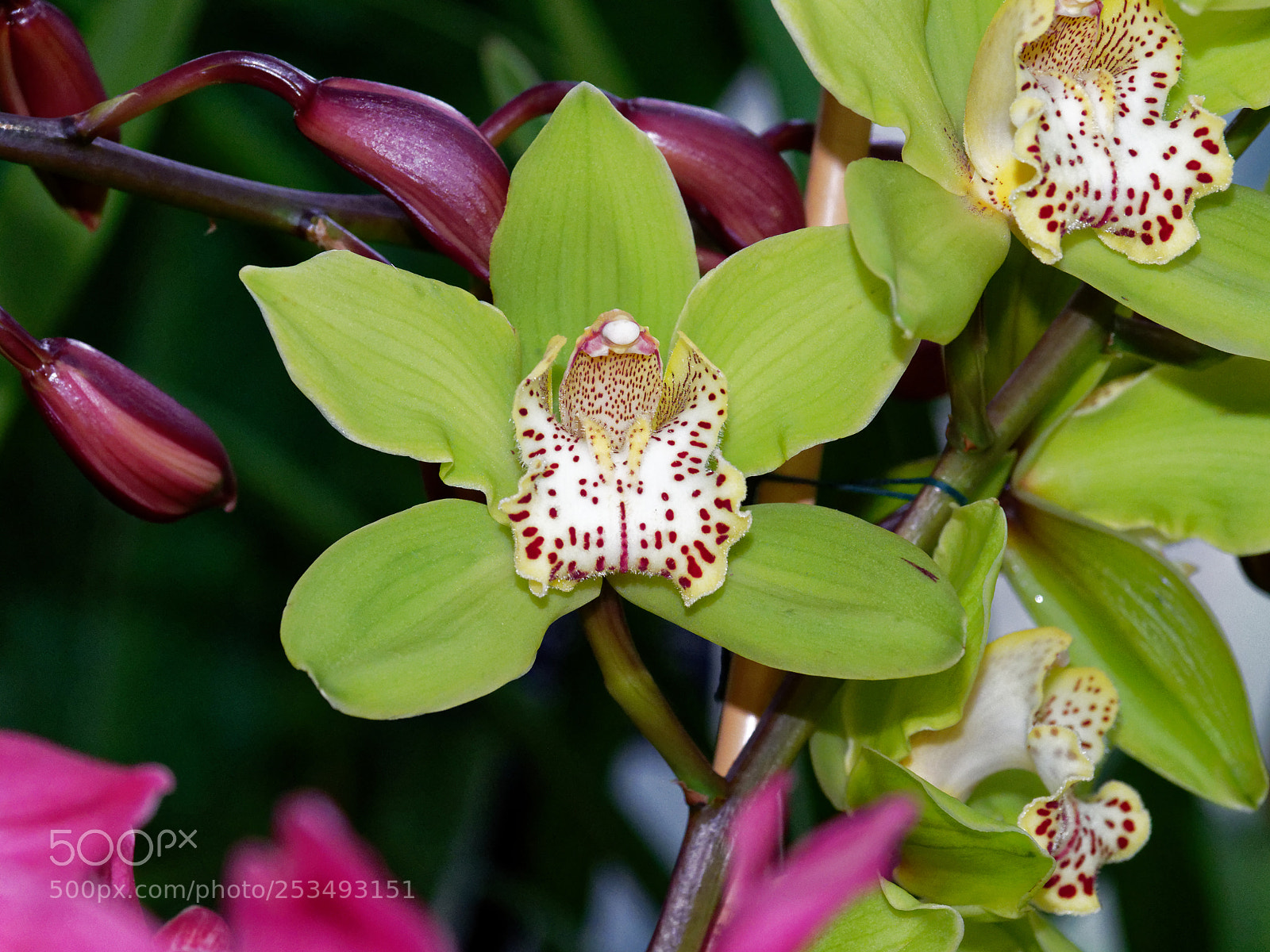 Olympus OM-D E-M1 Mark II sample photo. Cluster of bright green photography