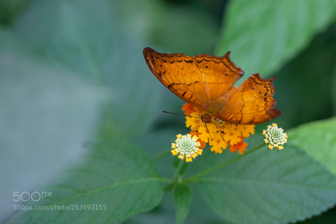 Canon EOS 5D Mark II sample photo. Butterfly vindula photography