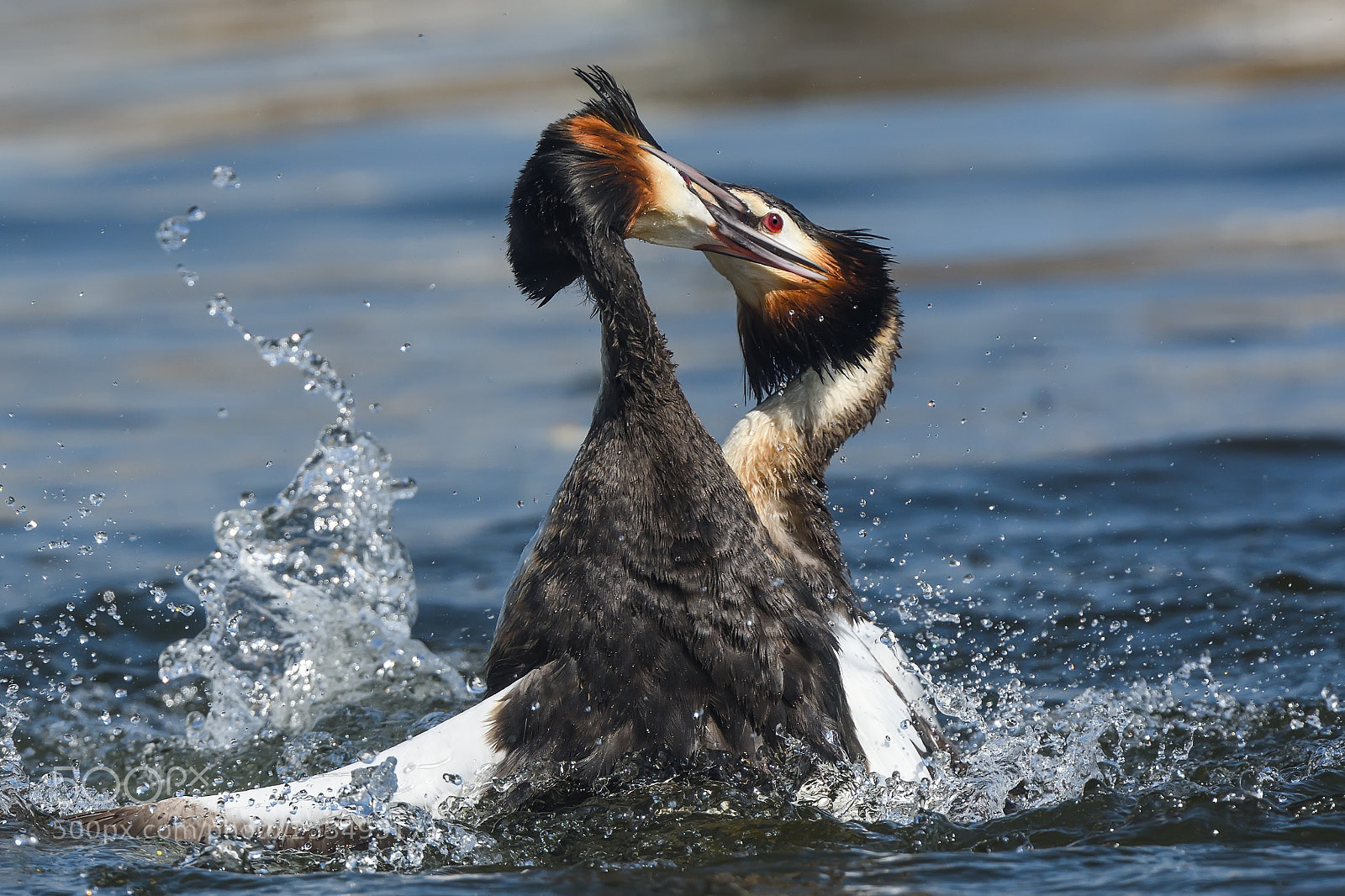 Nikon D500 sample photo. Bahri great crested grebe photography