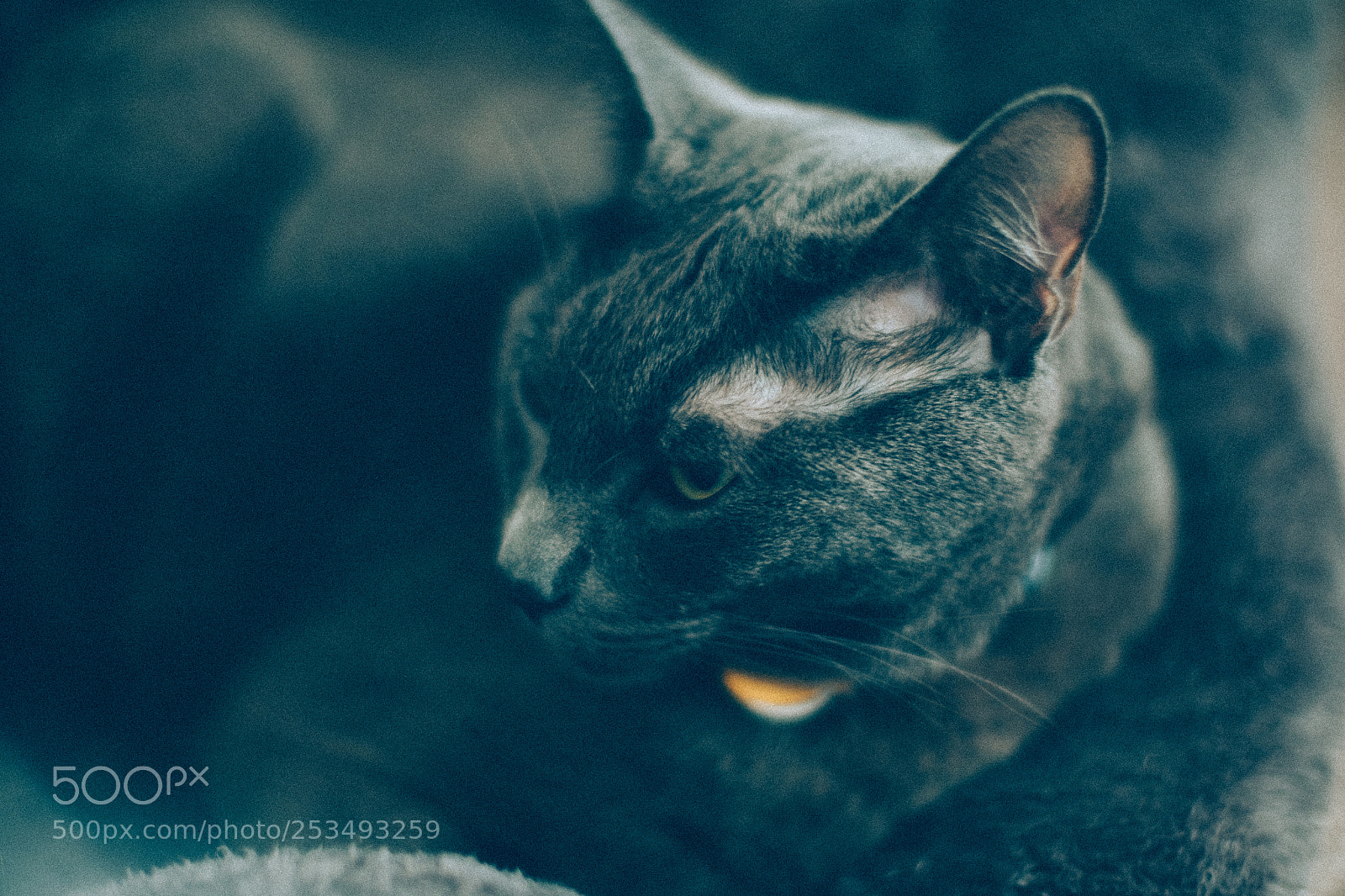 Fujifilm X-E2S sample photo. The cat sits me photography