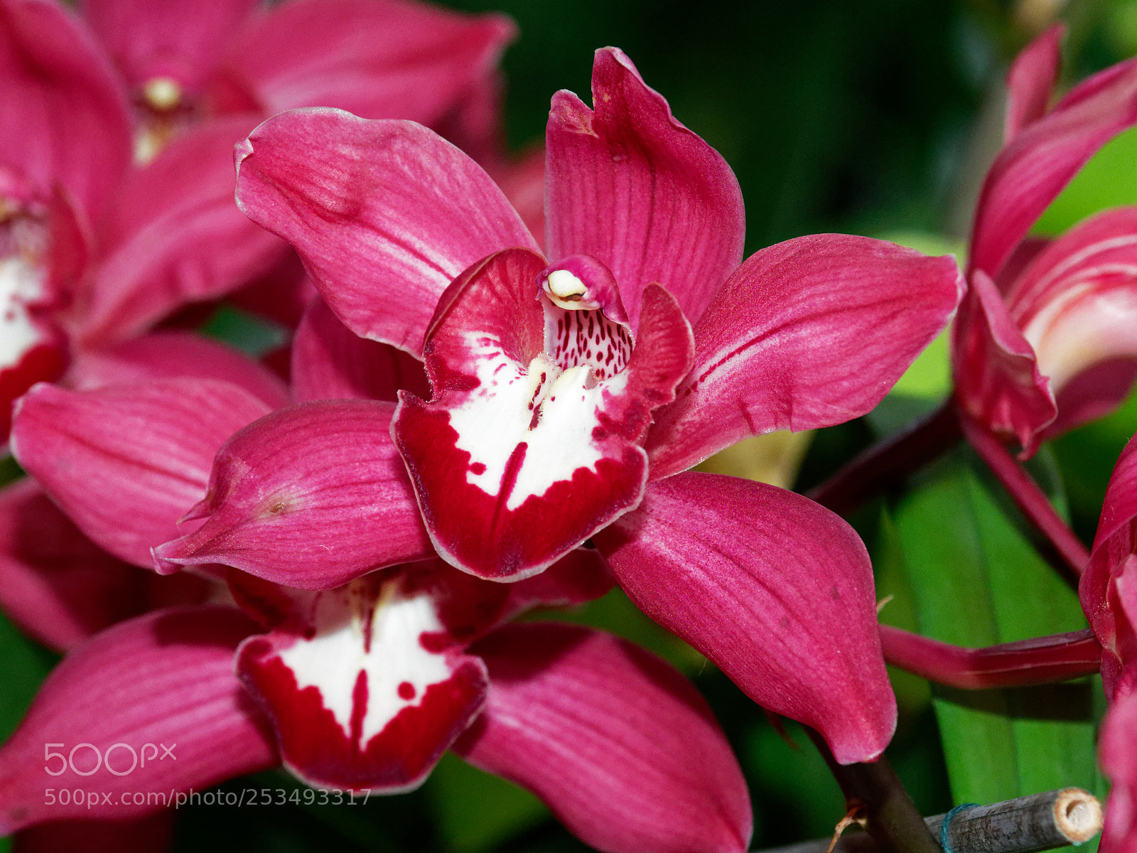 Olympus OM-D E-M1 Mark II sample photo. Bright pink orchid flowers photography