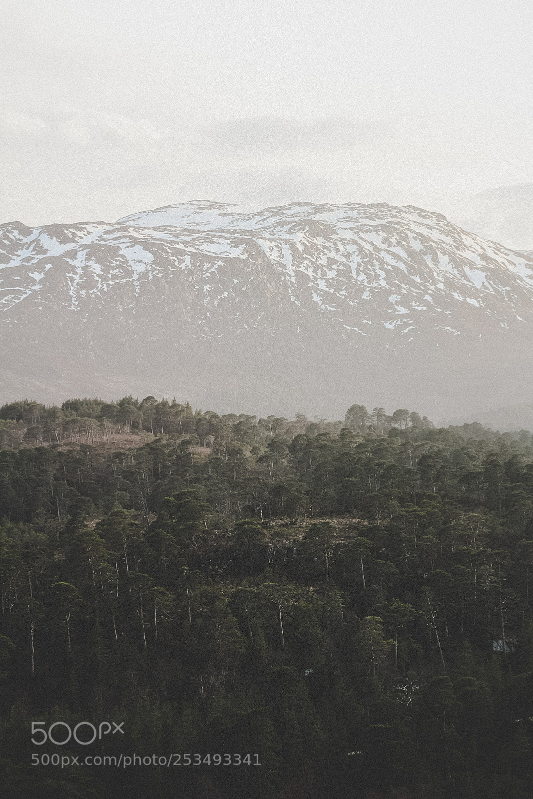 Canon EOS 1300D (EOS Rebel T6 / EOS Kiss X80) sample photo. Caledonian forest photography