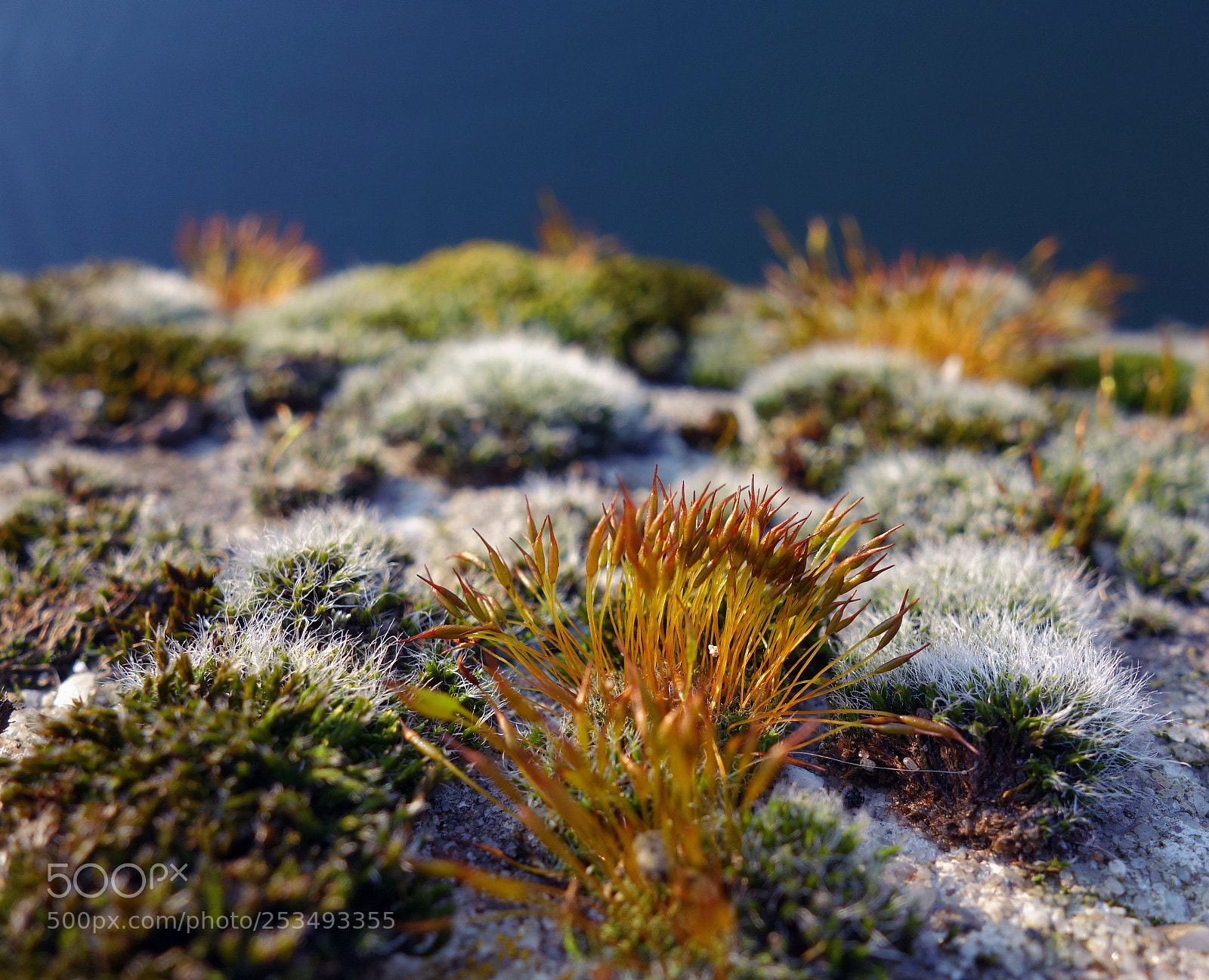 Sony Cyber-shot DSC-RX100 sample photo. The beauty of moss photography