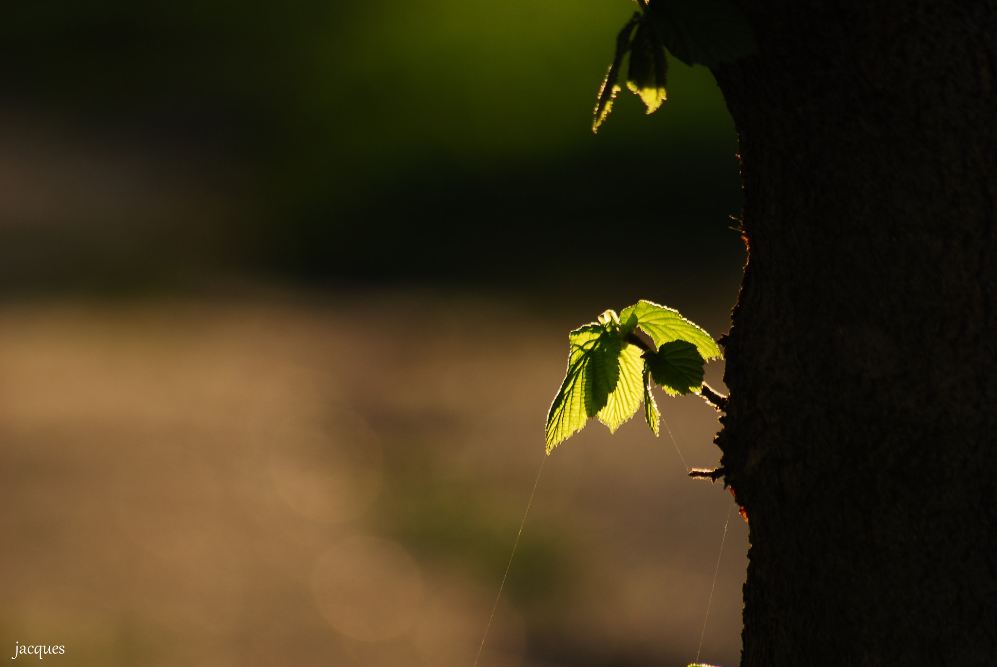 Sigma 70-300mm F4-5.6 APO DG Macro sample photo. Morning photography