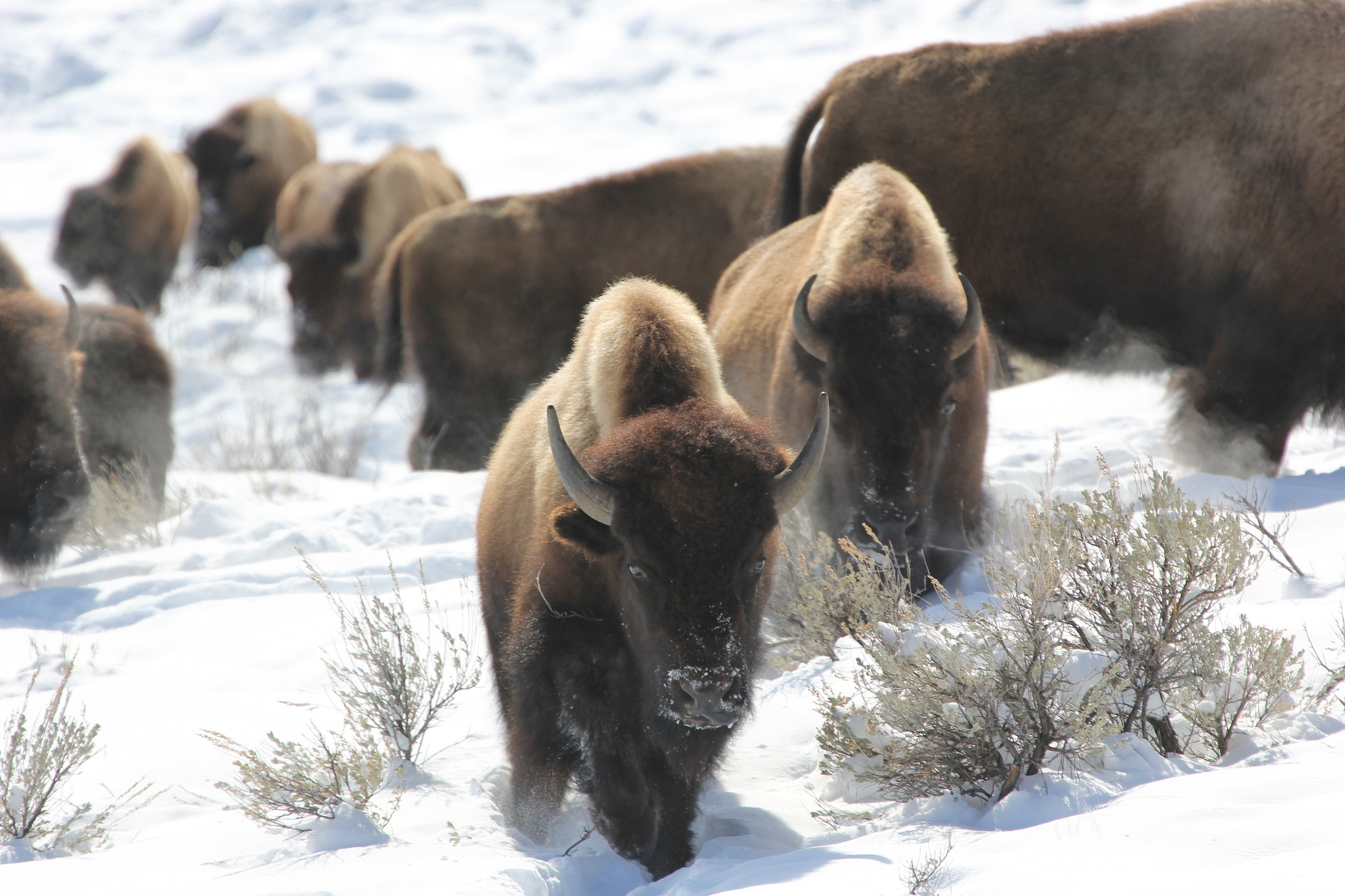 Canon EF 300mm F2.8L IS II USM sample photo. Bison photography