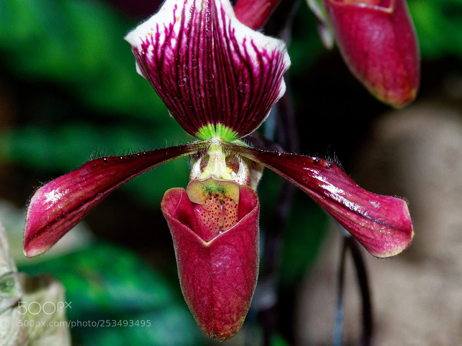 Olympus OM-D E-M1 Mark II sample photo. Bright, neon-colored orchid flower photography