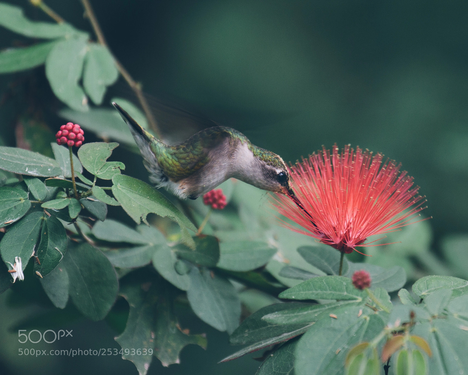 Canon EOS 7D sample photo. Little hummer photography