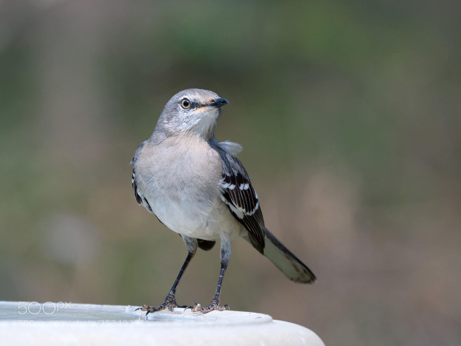 Panasonic Lumix DMC-GX8 sample photo. Northern mockingbird photography