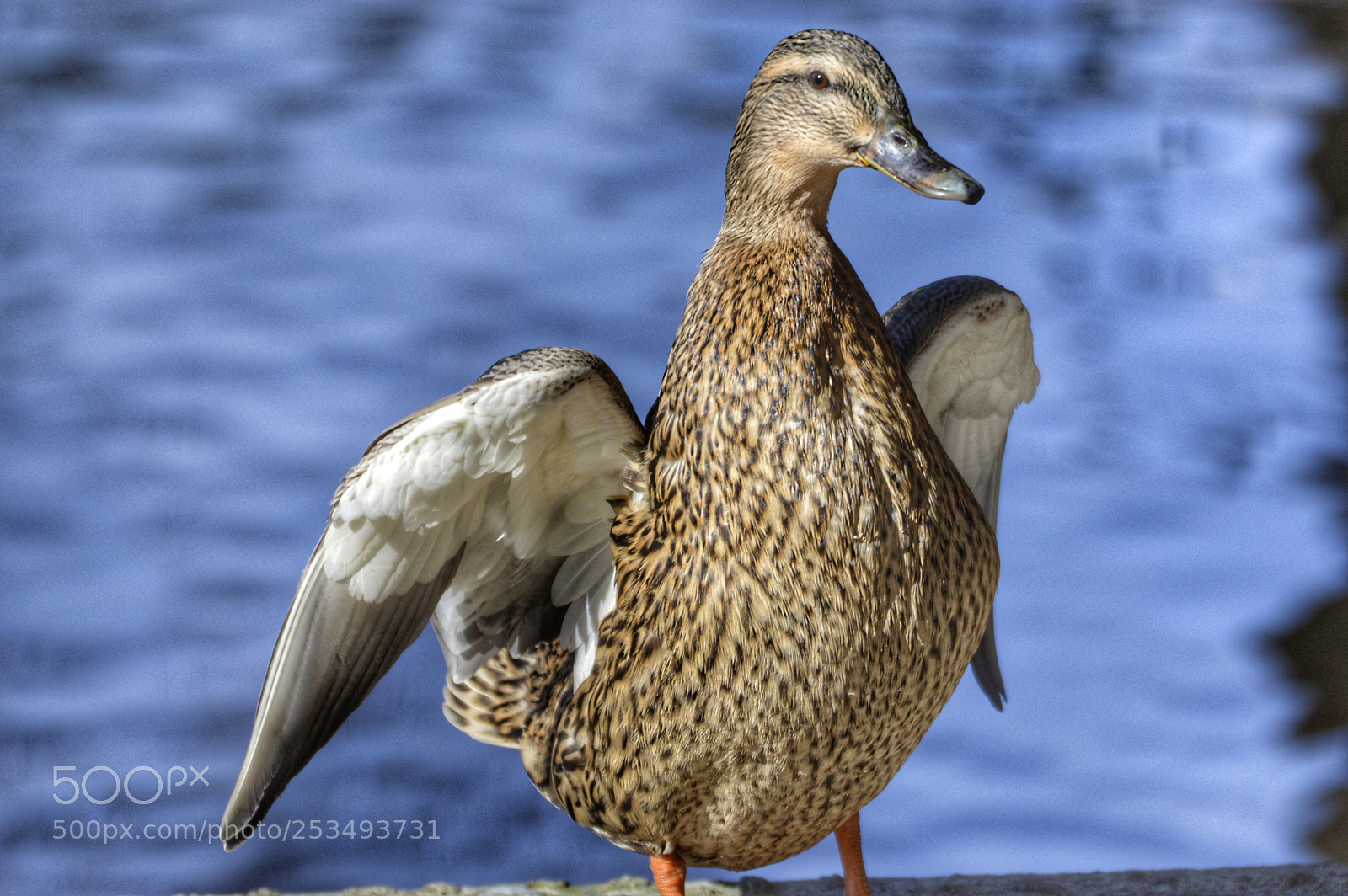 Nikon D3200 sample photo. Mallard duck 3 photography
