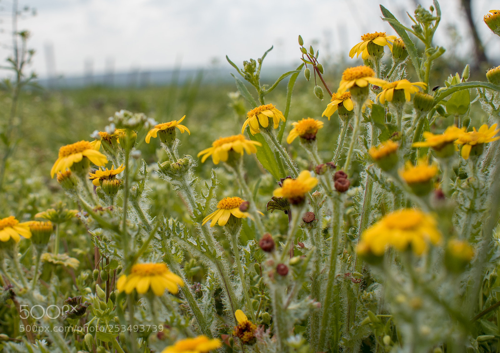 Nikon D5600 sample photo. Countryside photography