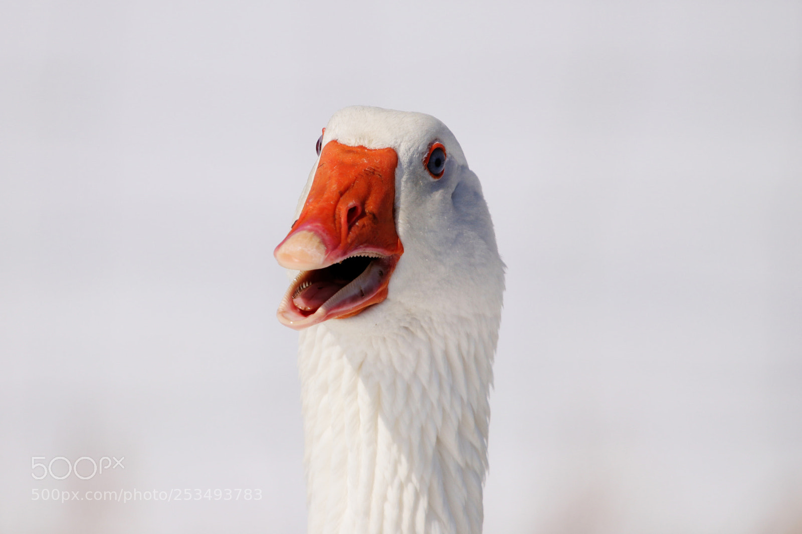 Canon EOS 80D sample photo. Duck, duck...goose! photography