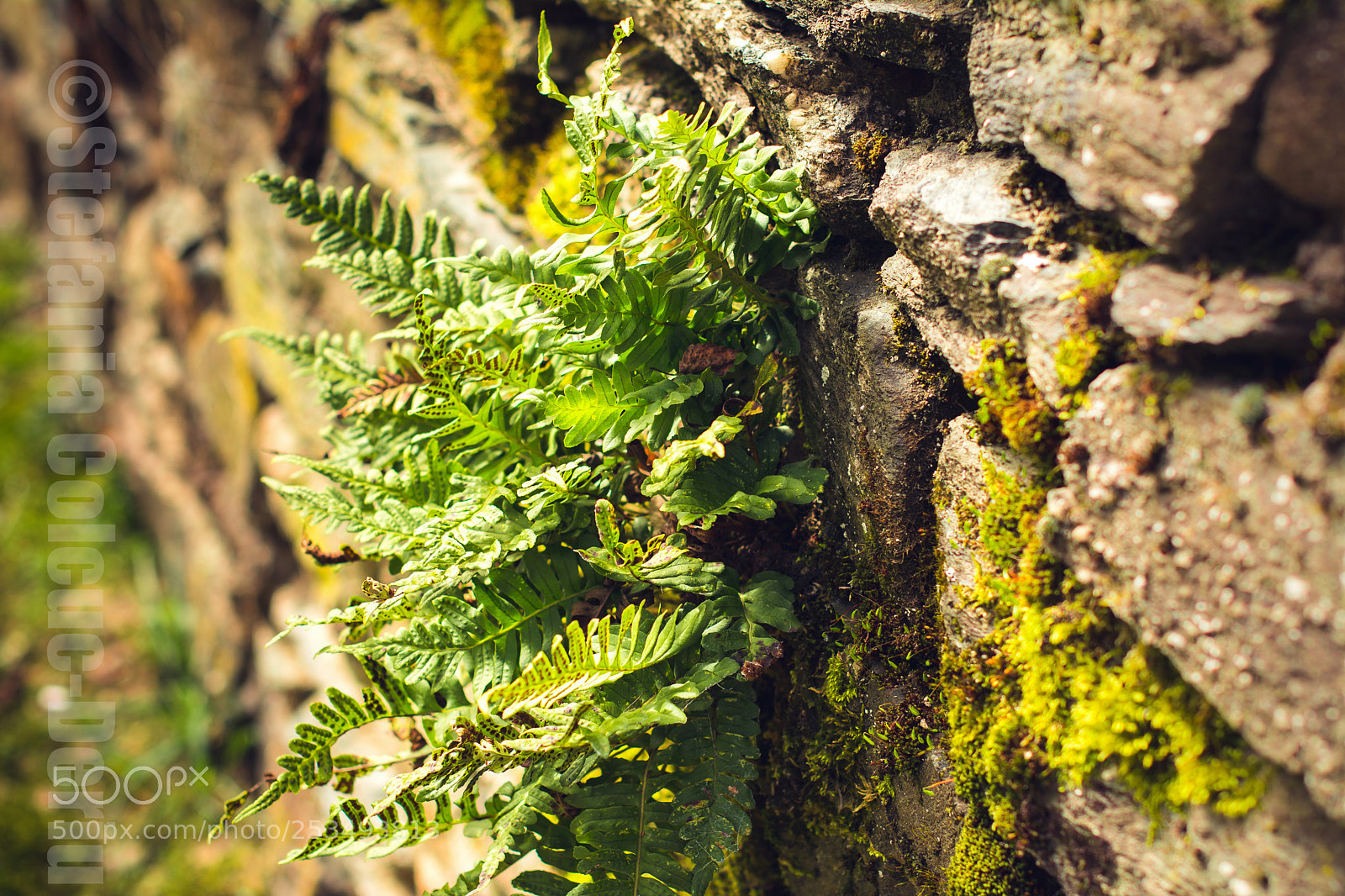 Nikon D7100 sample photo. To conquer a wall photography