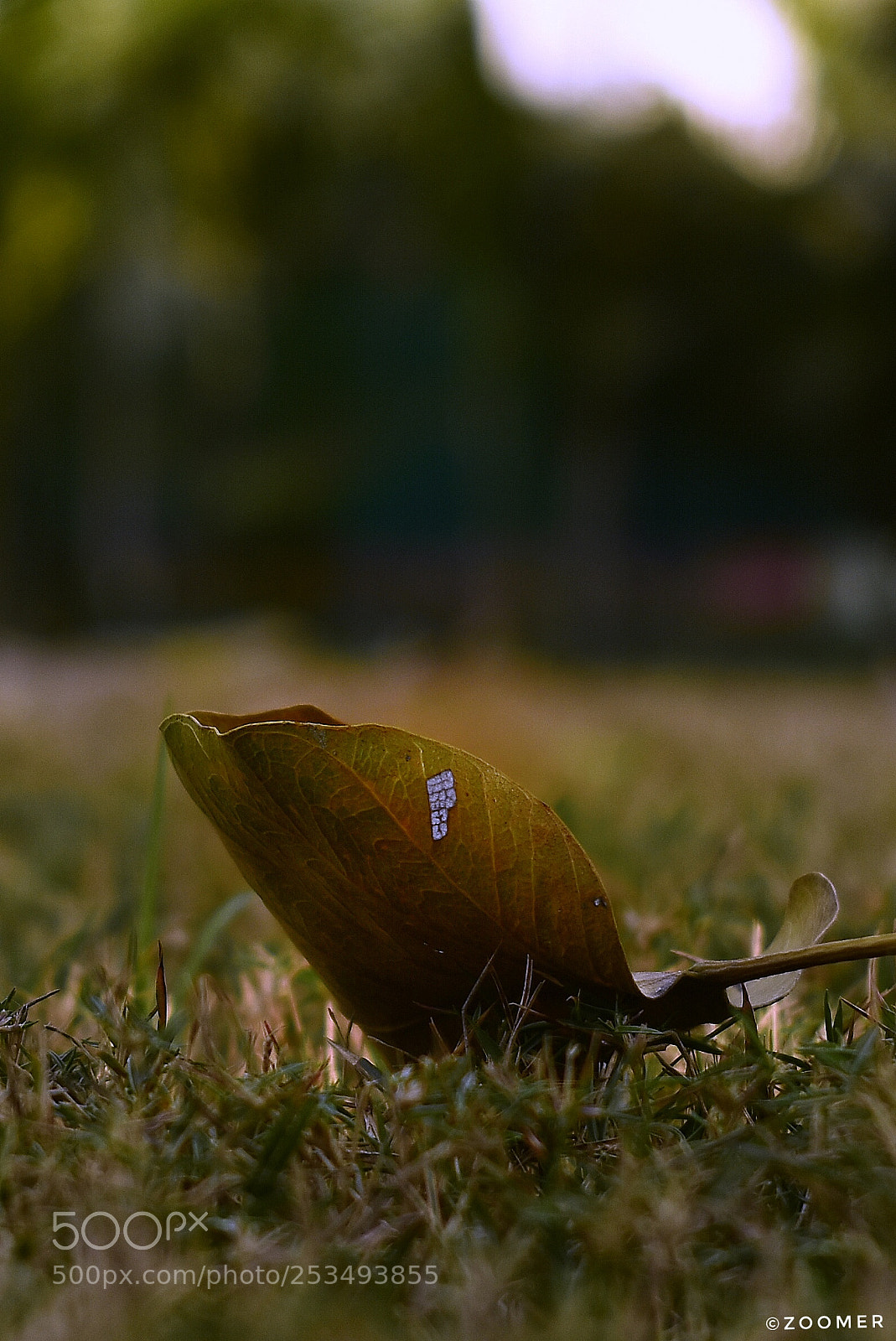 Nikon D5600 sample photo. Wallpaper 11 photography
