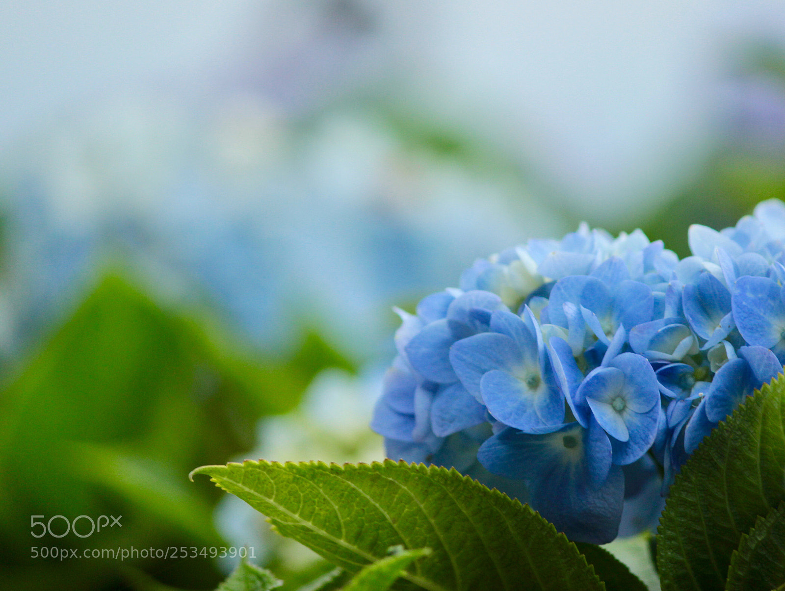 Canon EOS 600D (Rebel EOS T3i / EOS Kiss X5) sample photo. Bloom beauty! photography