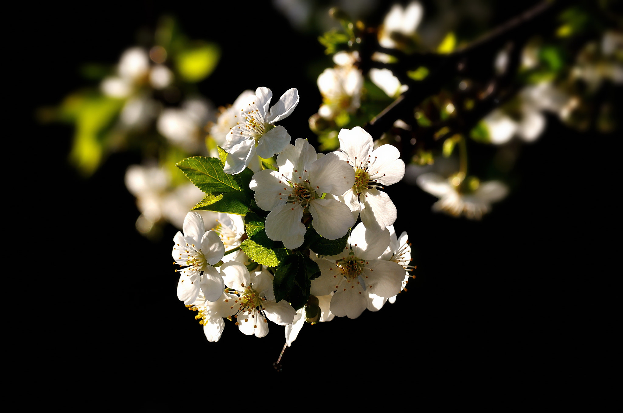 Nikon D5000 sample photo. Plum flowers photography