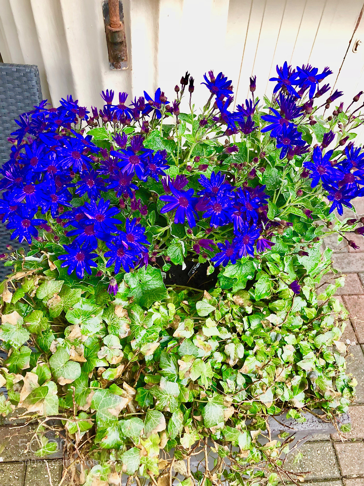 Apple iPhone X sample photo. Img photography