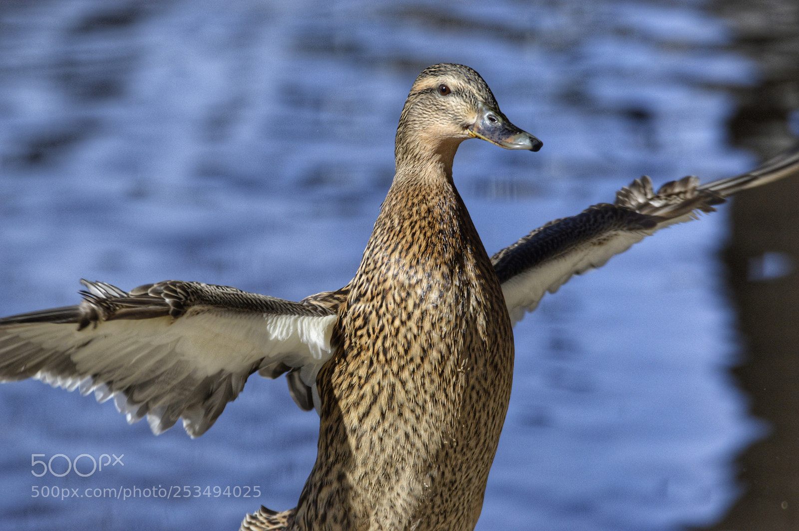 Nikon D3200 sample photo. Mallard duck 4 photography