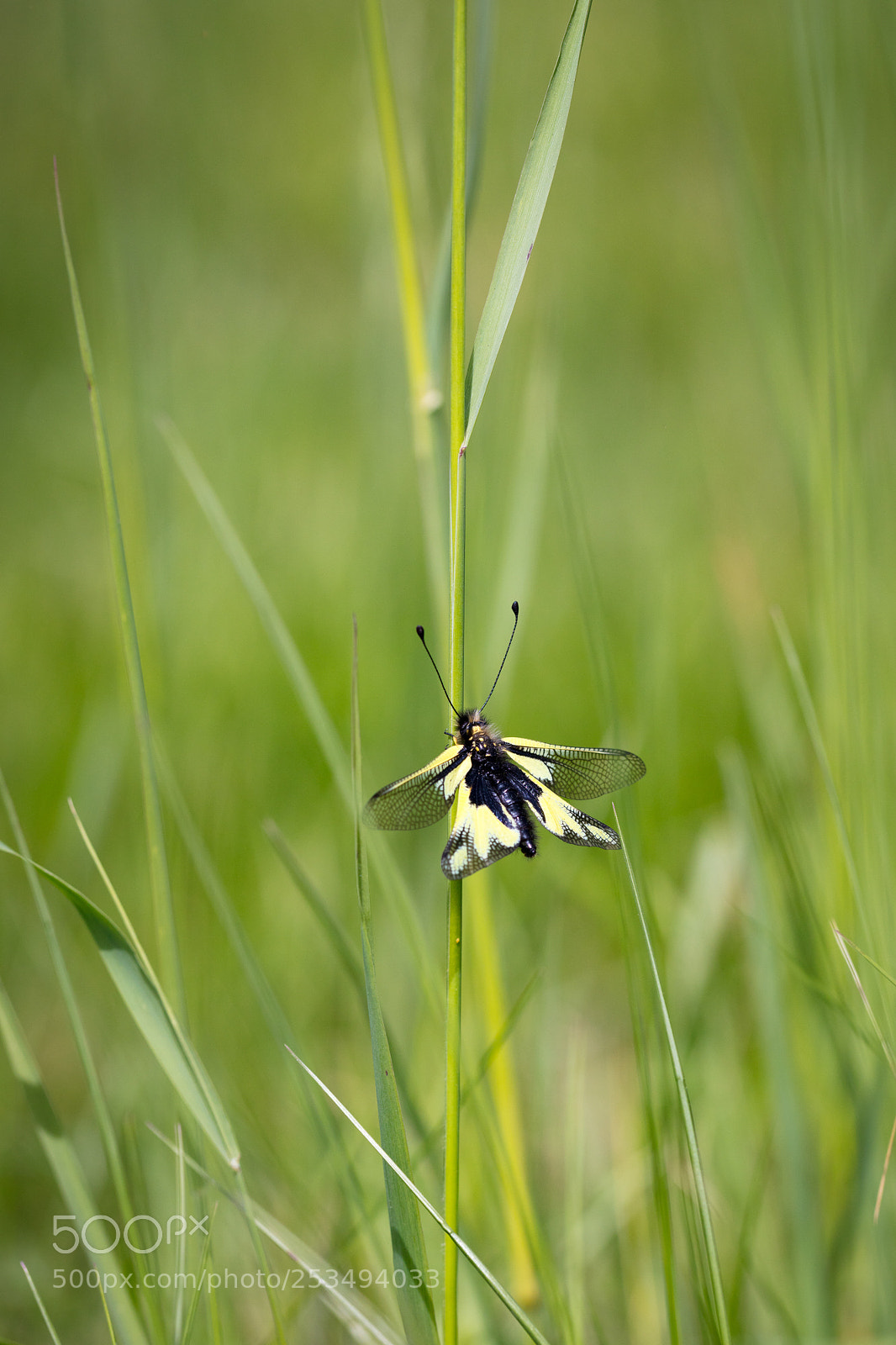 Canon EOS 5DS R sample photo. Owly sulfur. ascalaphe souffré photography