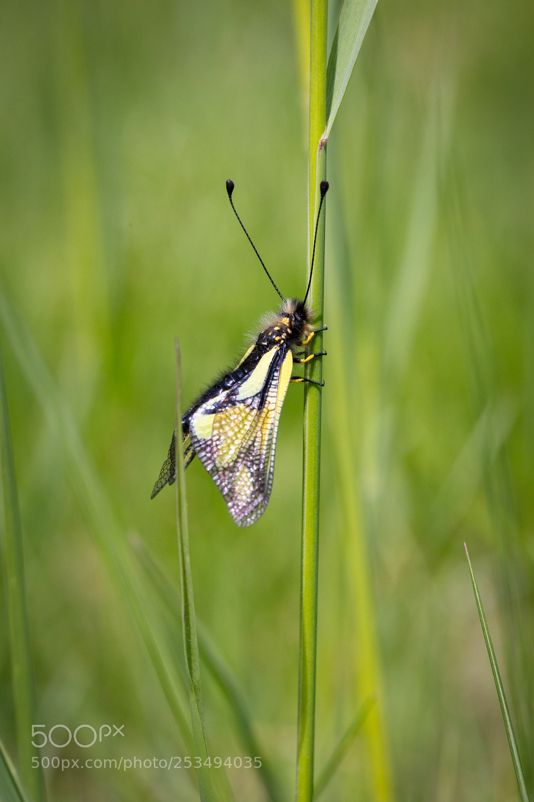 Canon EOS 5DS R sample photo. Owly sulfur. ascalaphe souffré photography
