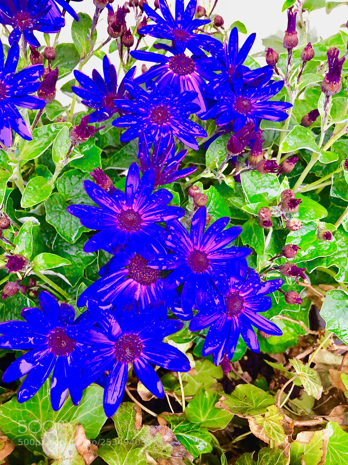 Apple iPhone X sample photo. Img photography