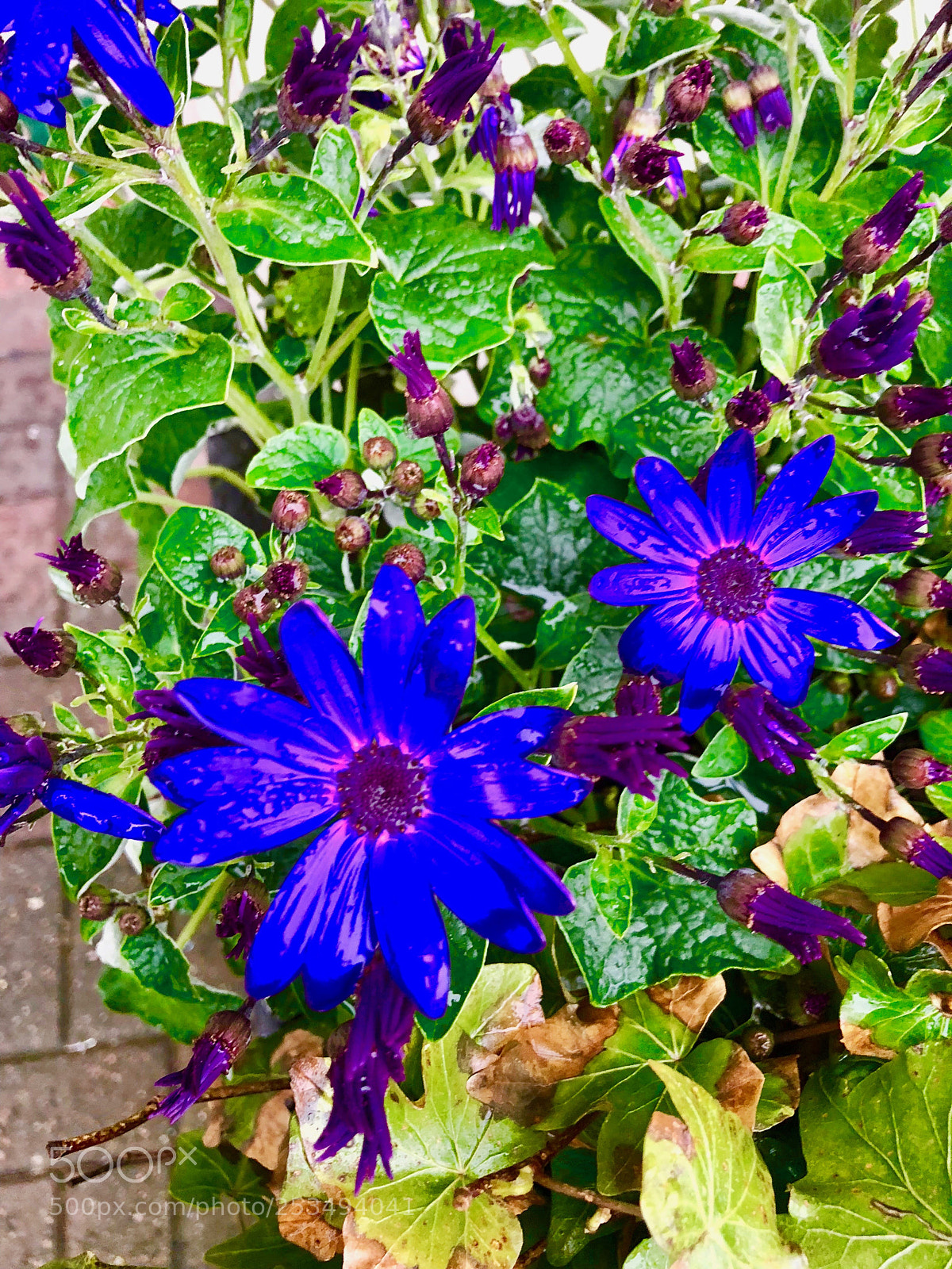 Apple iPhone X sample photo. Img photography