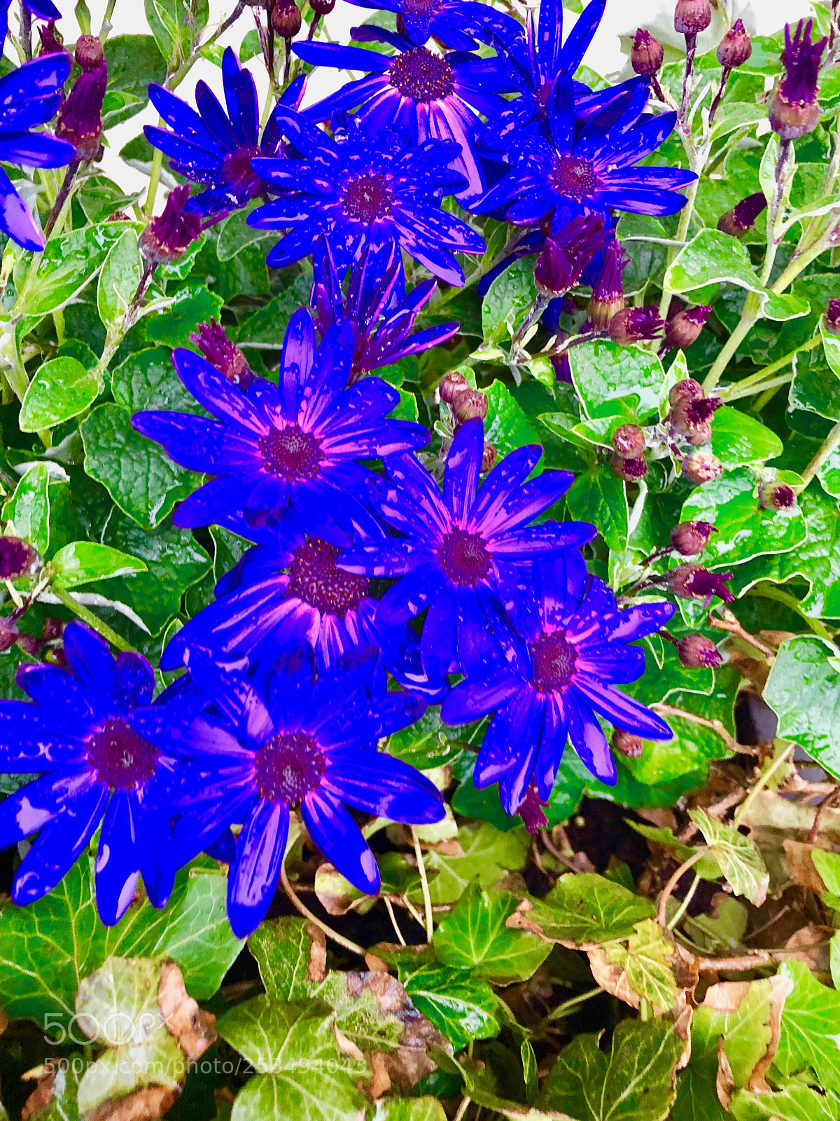Apple iPhone X sample photo. Img photography