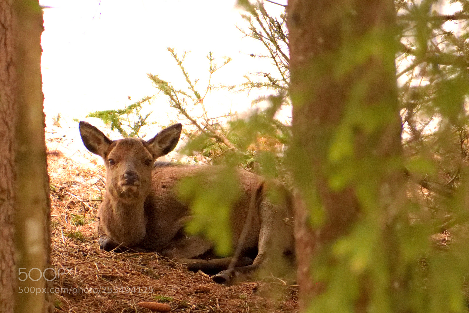 Nikon D3300 sample photo. Young female deer photography