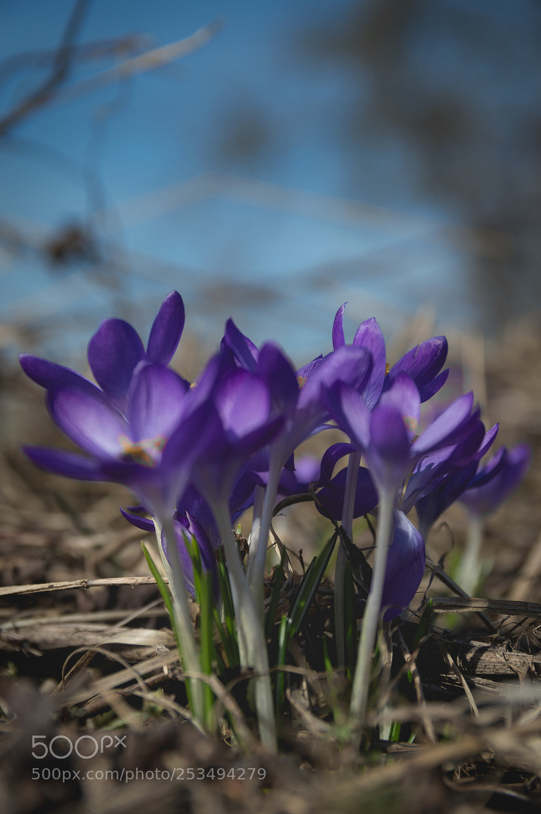 Nikon D3200 sample photo. Spring flowers photography