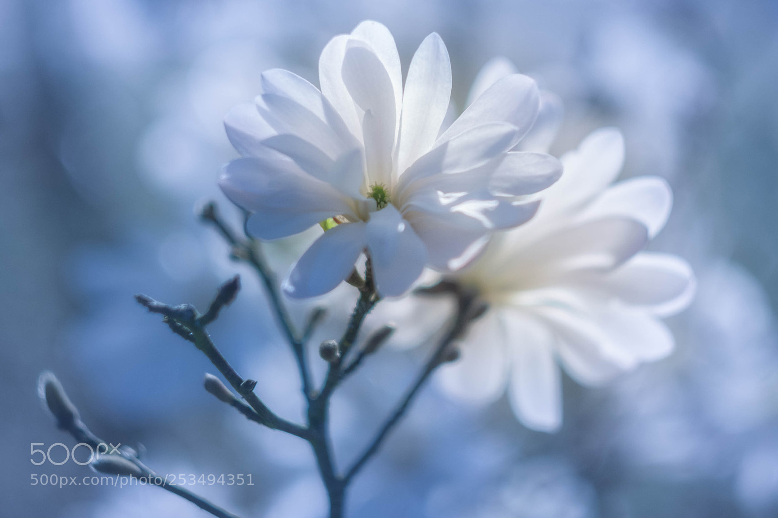 Fujifilm X-T10 sample photo. Magnolie iii photography
