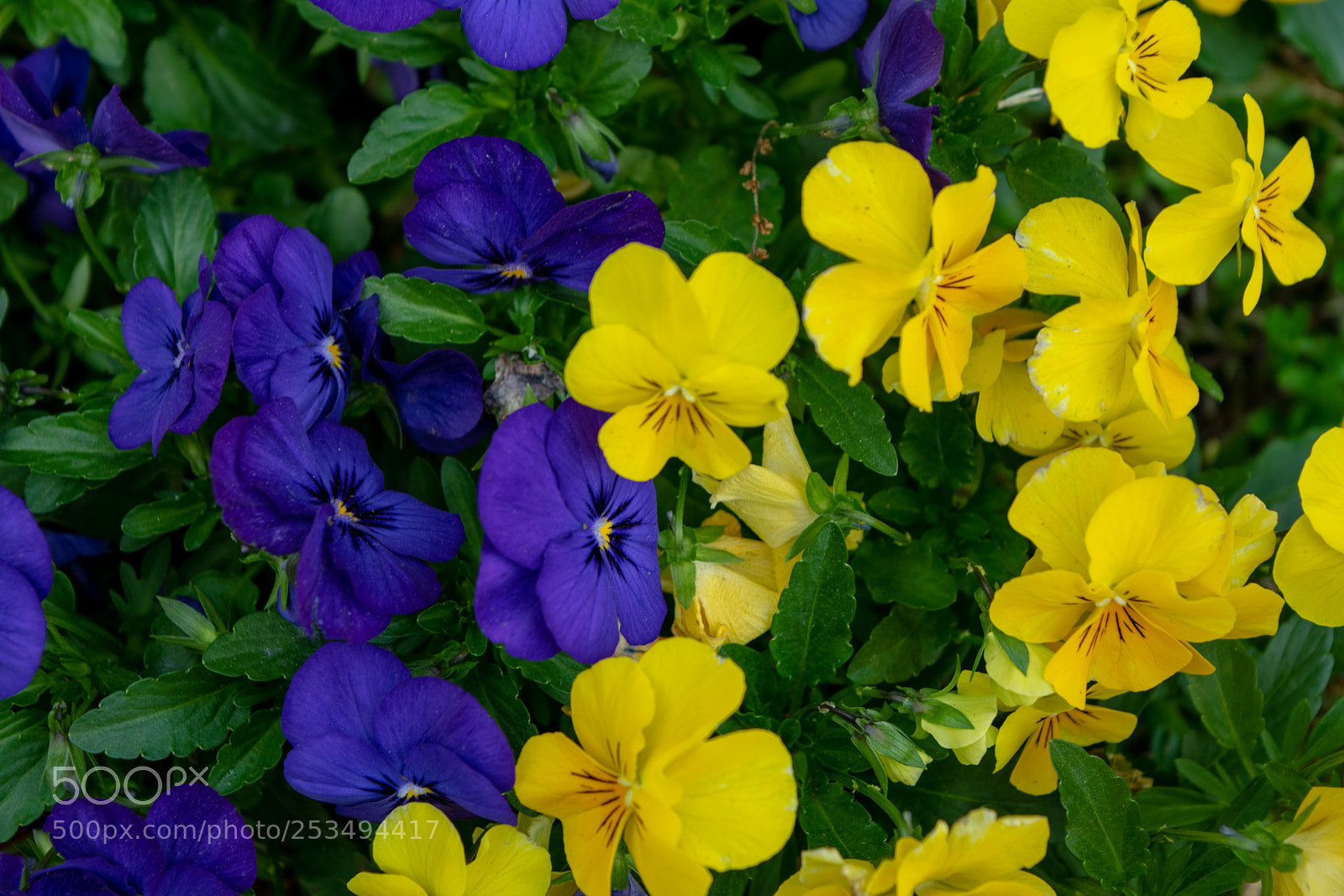 Nikon D5300 sample photo. Blooming time photography