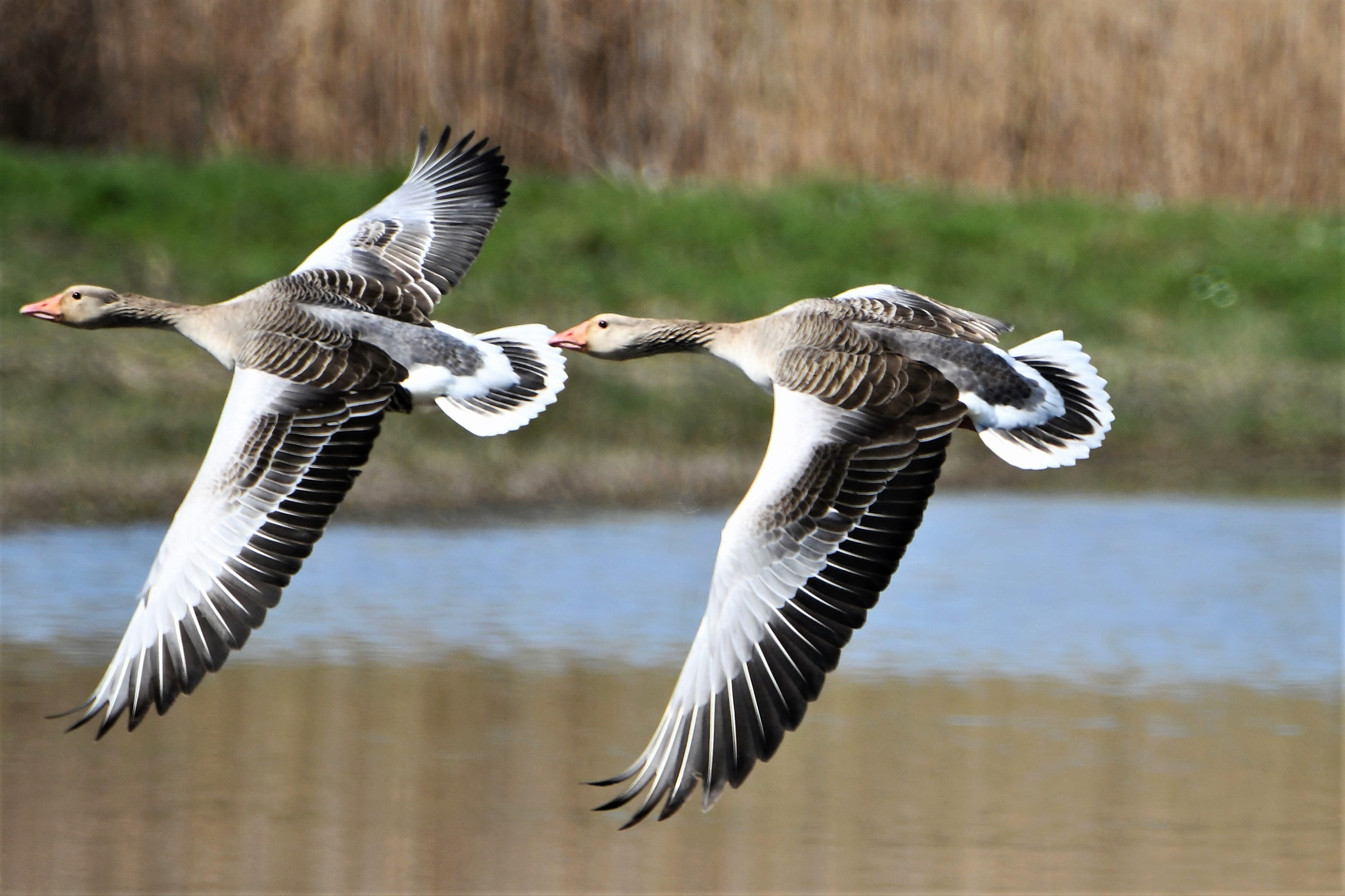 Nikon D7500 sample photo. Flying couple photography