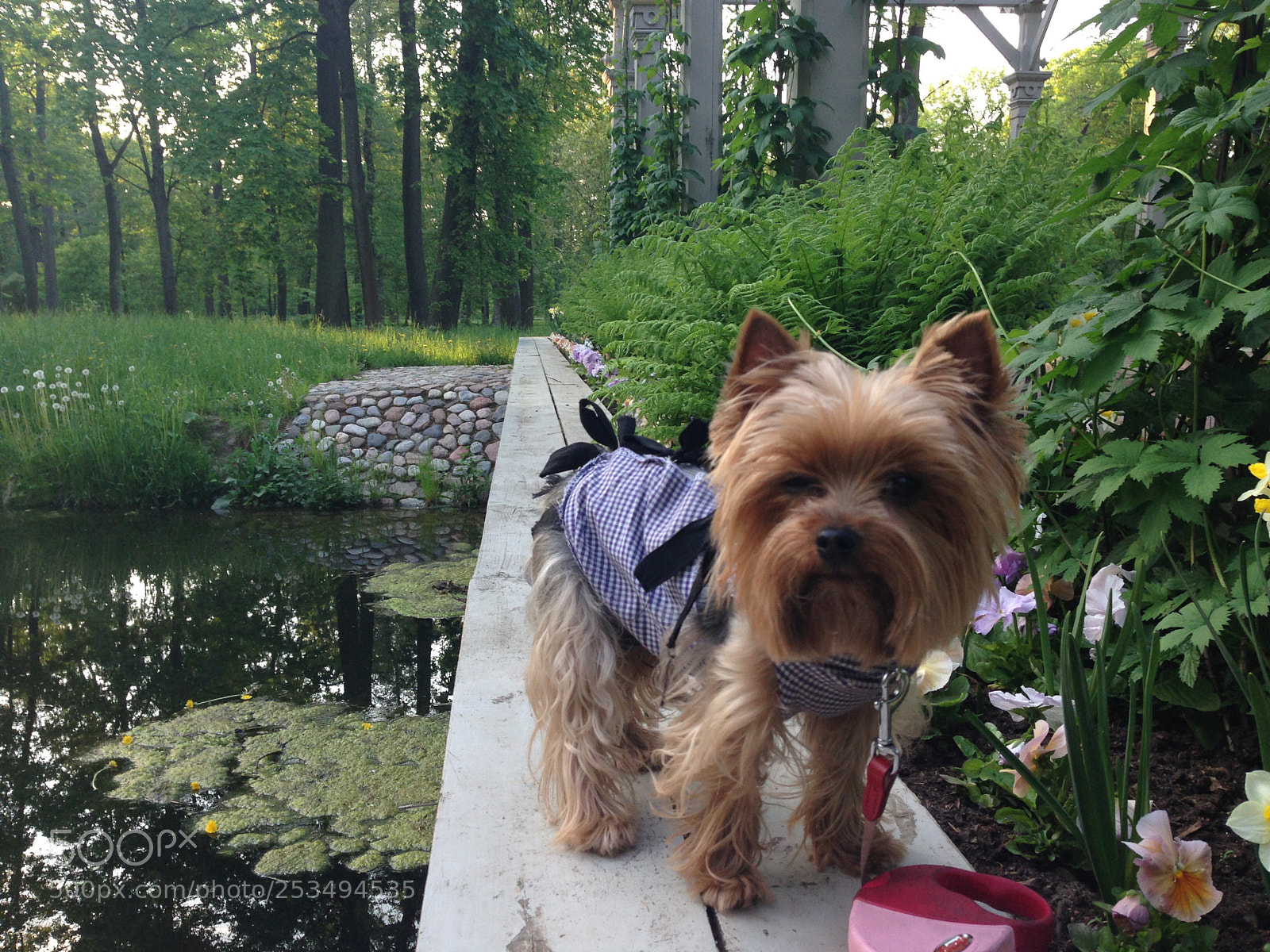 Apple iPhone 5 sample photo. Yorkie photography