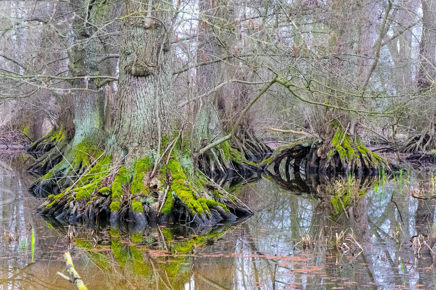 Panasonic Lumix DMC-GM1 sample photo. Haunted flooded forest photography