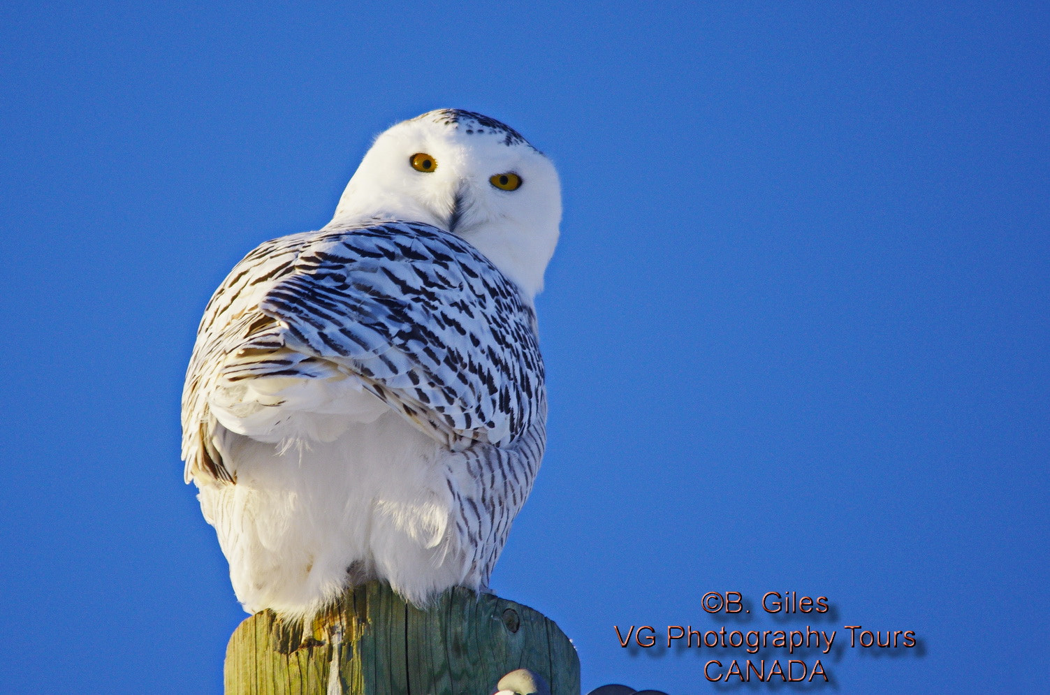 Pentax K-5 IIs + Sigma 150-500mm F5-6.3 DG OS HSM sample photo. Time to go north photography