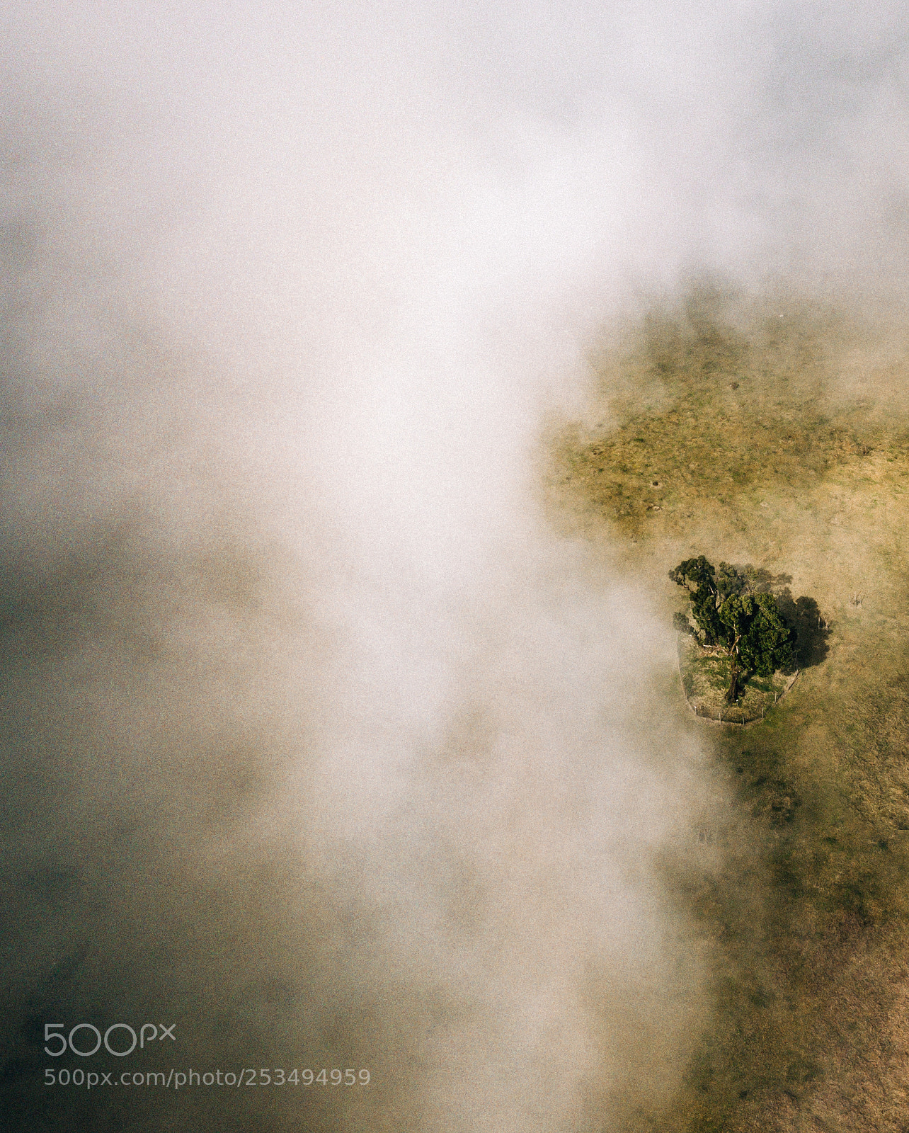 DJI FC220 sample photo. The tree photography