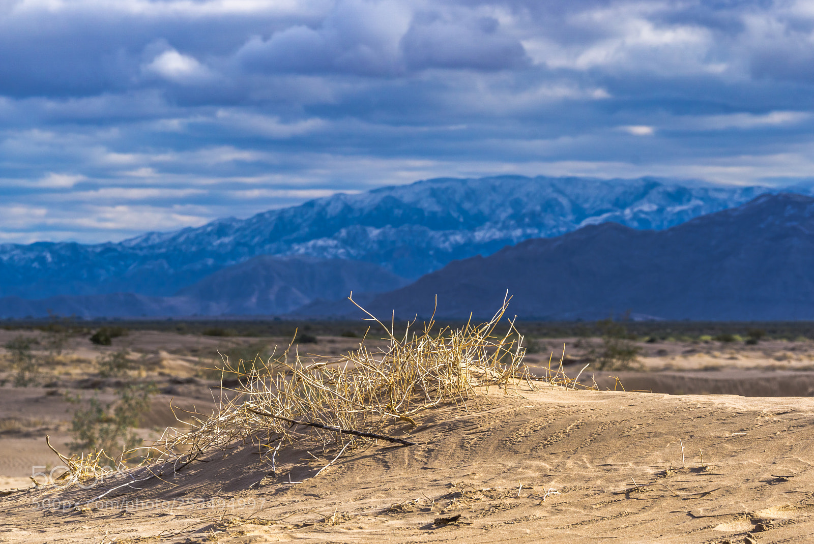 Sony a6000 sample photo. Plants, sand and snow photography