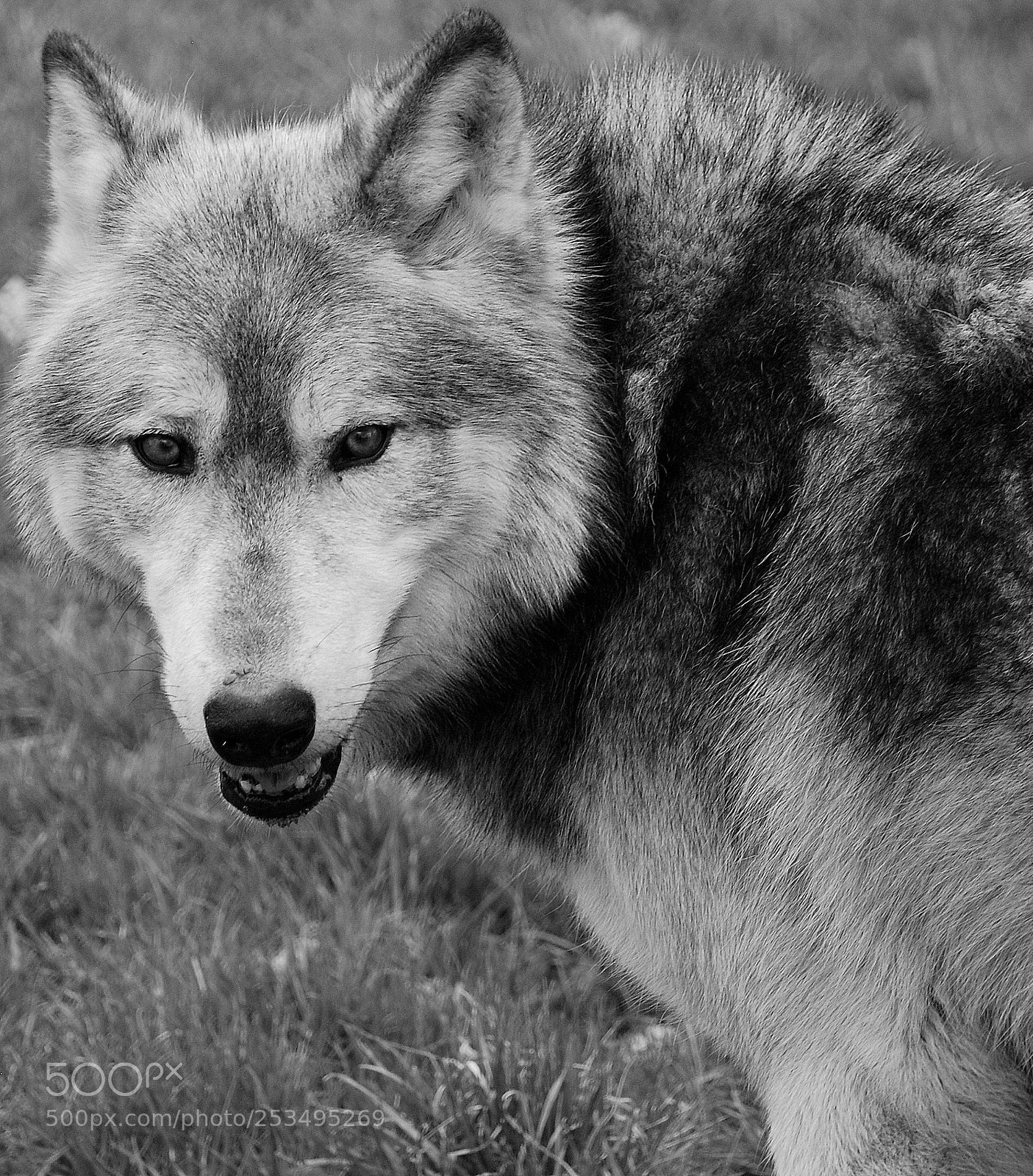 Nikon D80 sample photo. Through the eyes of photography
