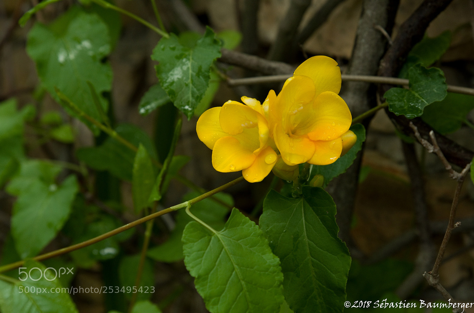 Pentax K-30 sample photo. Fleurs photography