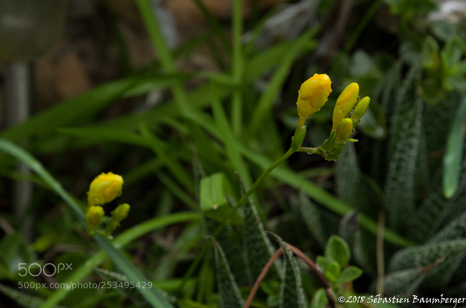 Pentax K-30 sample photo. Fleurs photography