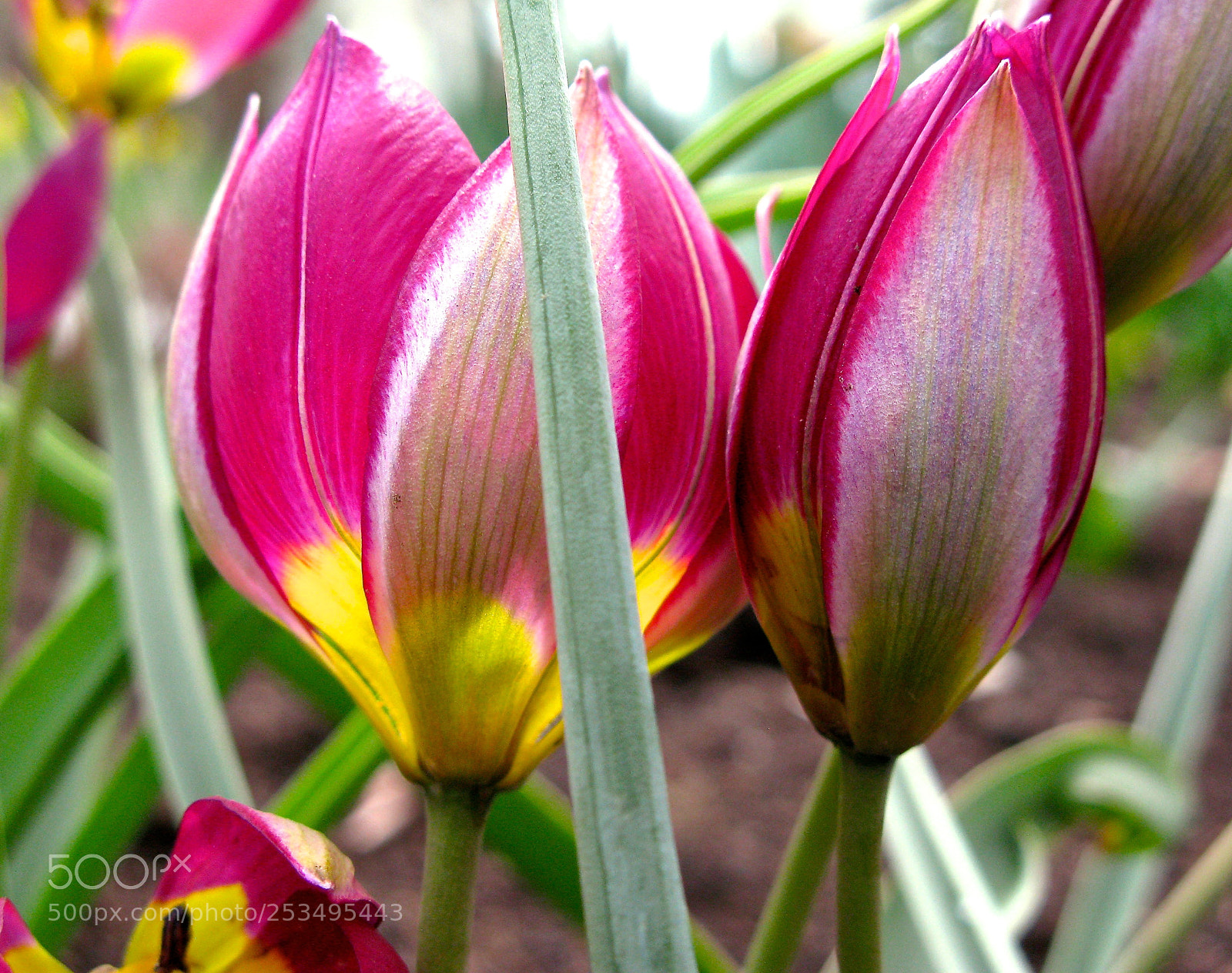 Canon POWERSHOT G9 sample photo. Spring in our garden photography