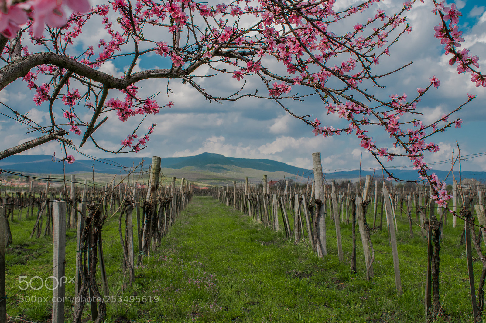 Nikon D5600 sample photo. Dream vineyard photography