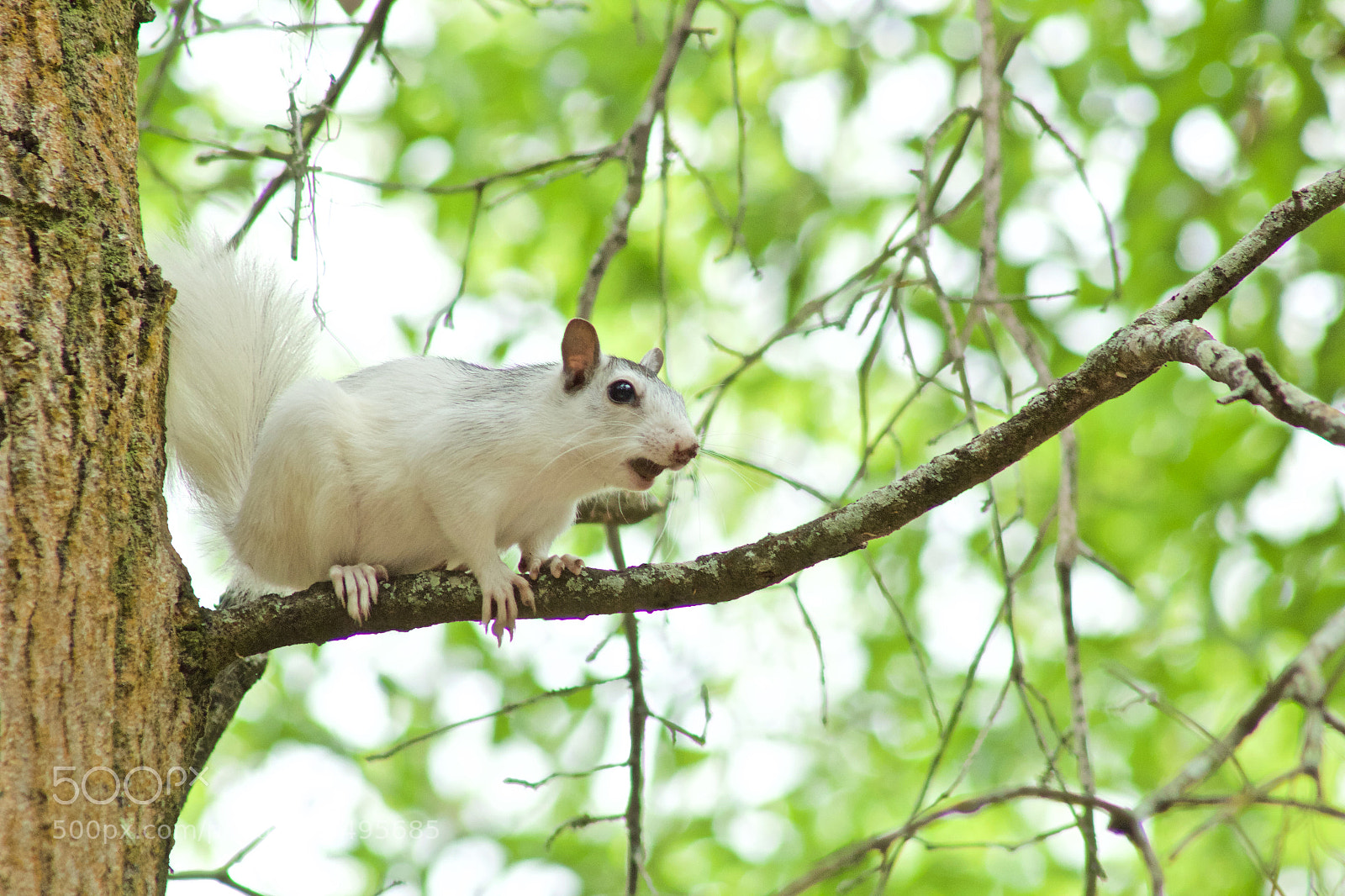 Canon EOS 600D (Rebel EOS T3i / EOS Kiss X5) sample photo. White morph squirrel photography