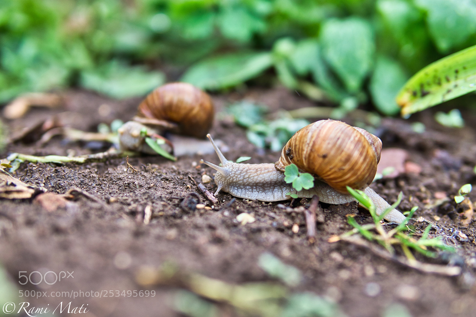 Sony a6000 sample photo. Snail photography