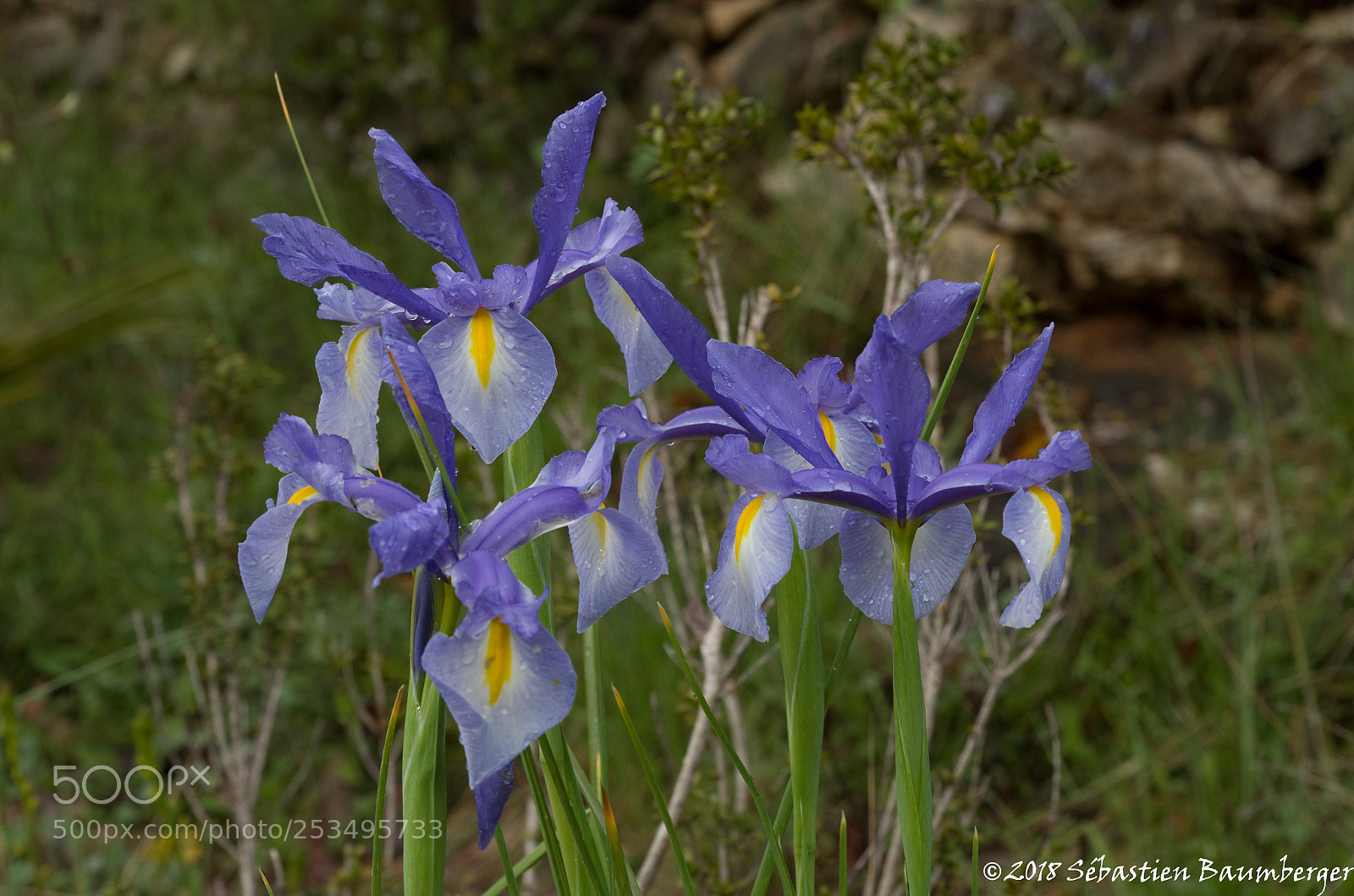 Pentax K-30 sample photo. Iris photography