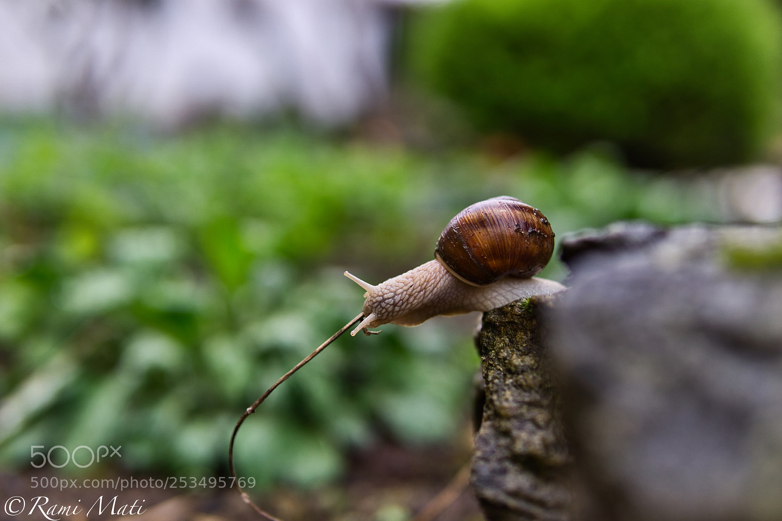 Sony a6000 sample photo. Snail photography