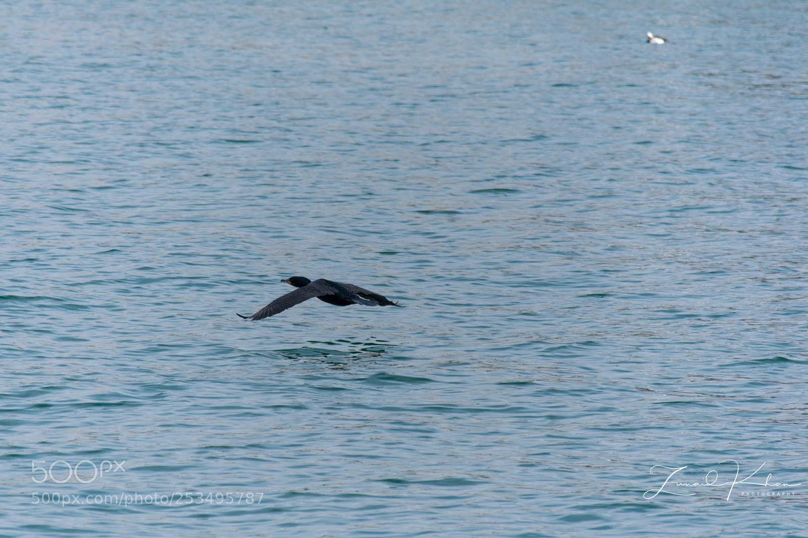 Nikon D3400 sample photo. Low flyer  photography